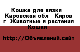 Кошка для вязки - Кировская обл., Киров г. Животные и растения » Кошки   